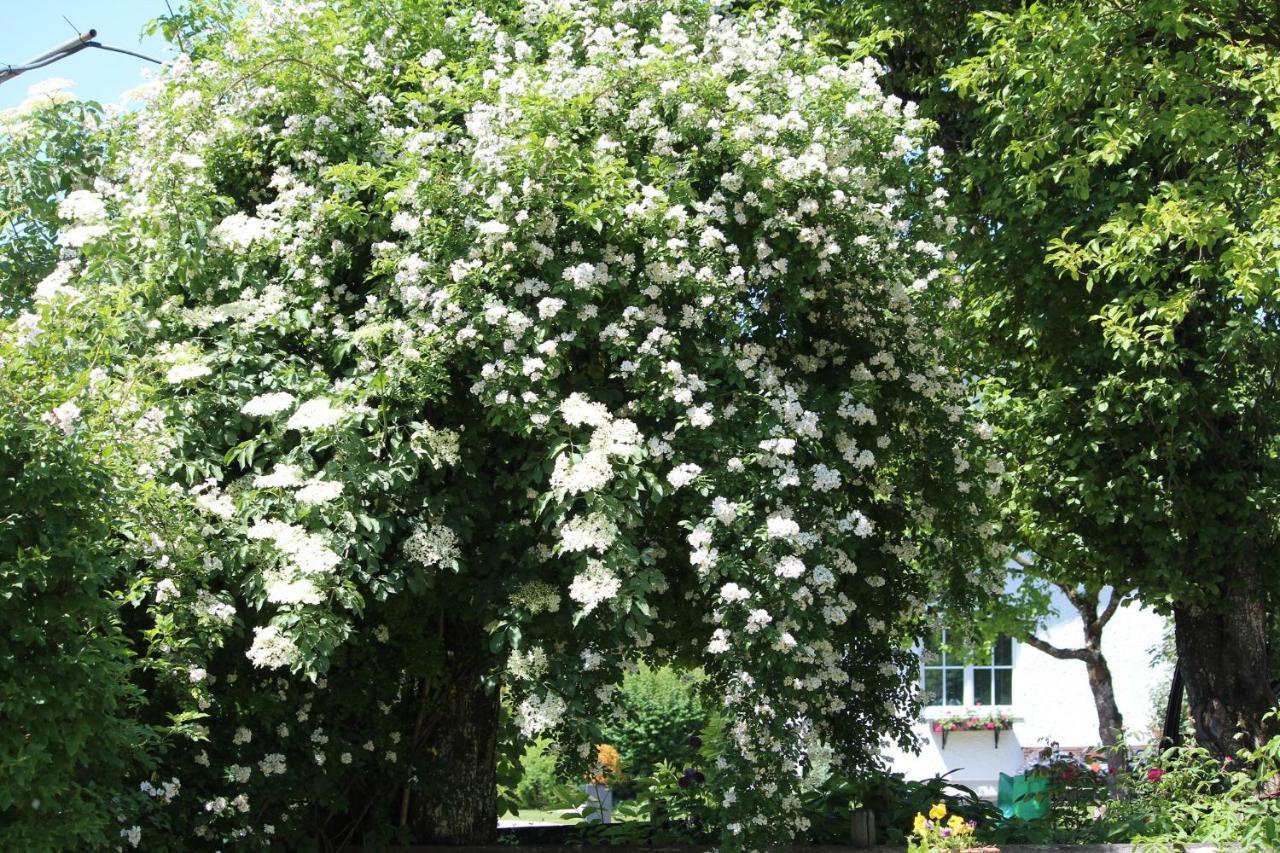 Fetznhof-zuhaus Farm stay